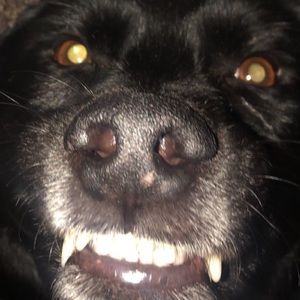 Meet your Posher, Grace